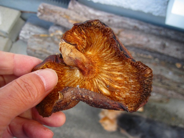 c0219866_10294664.jpg