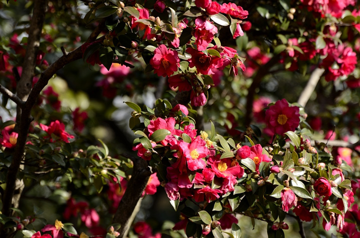 f0108478_2050420.jpg