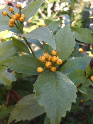 f0039281_1420465.jpg