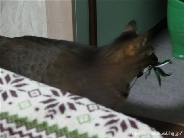 a0159490_11312848.jpg