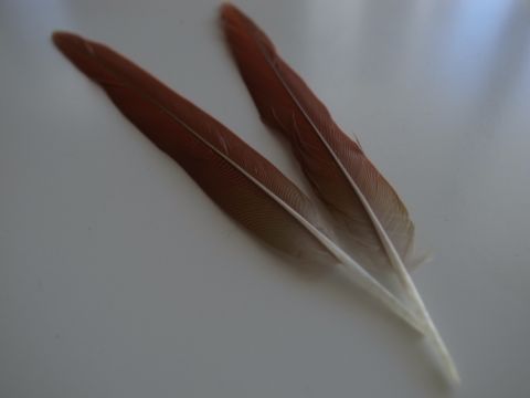 f0149057_1152540.jpg