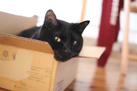 c0011300_2214243.gif