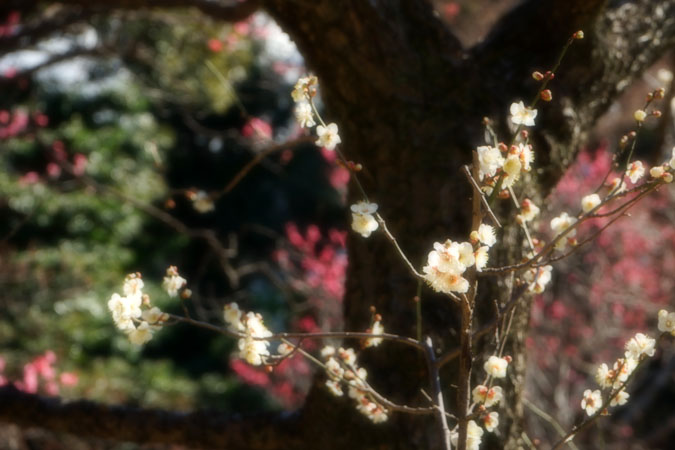 a0263109_11173046.jpg