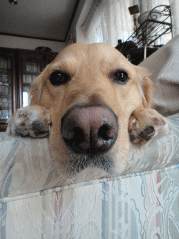 c0197829_1525346.gif