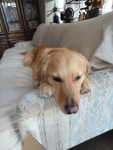 c0197829_15255814.gif