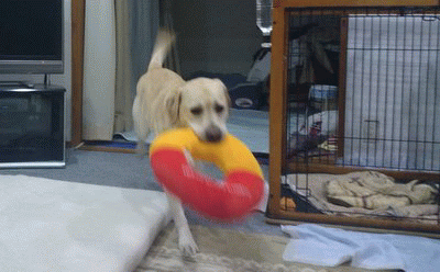 a0142343_11531413.gif