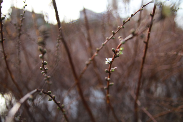 f0108553_20153492.jpg