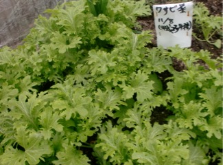 c0151898_19452480.jpg