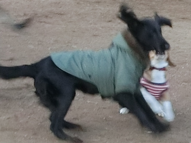 a0319693_1052271.jpg