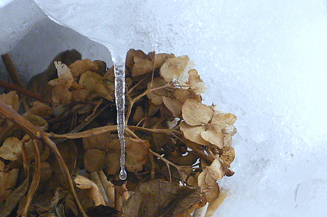 a0214206_1238198.jpg