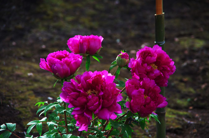 a0263109_1013895.jpg