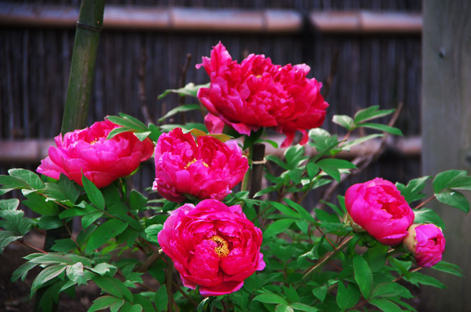 a0263109_1014851.jpg