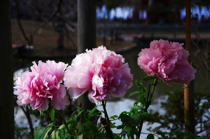 a0263109_9521948.jpg