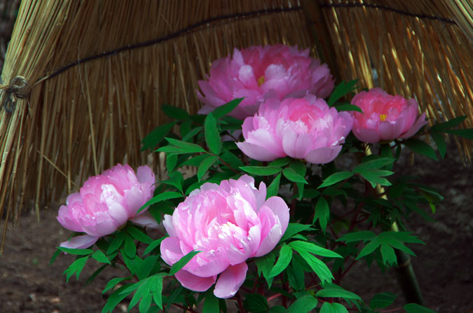 a0263109_9523010.jpg