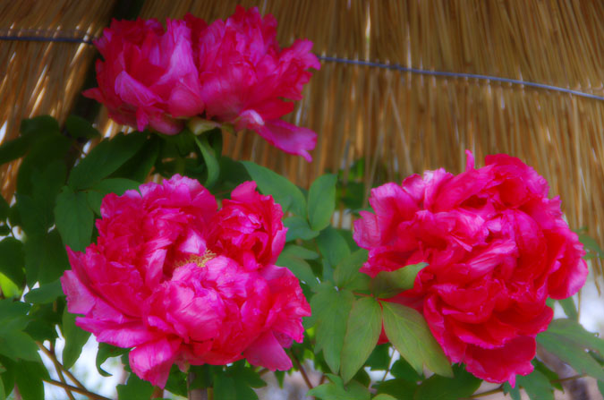 a0263109_9524291.jpg
