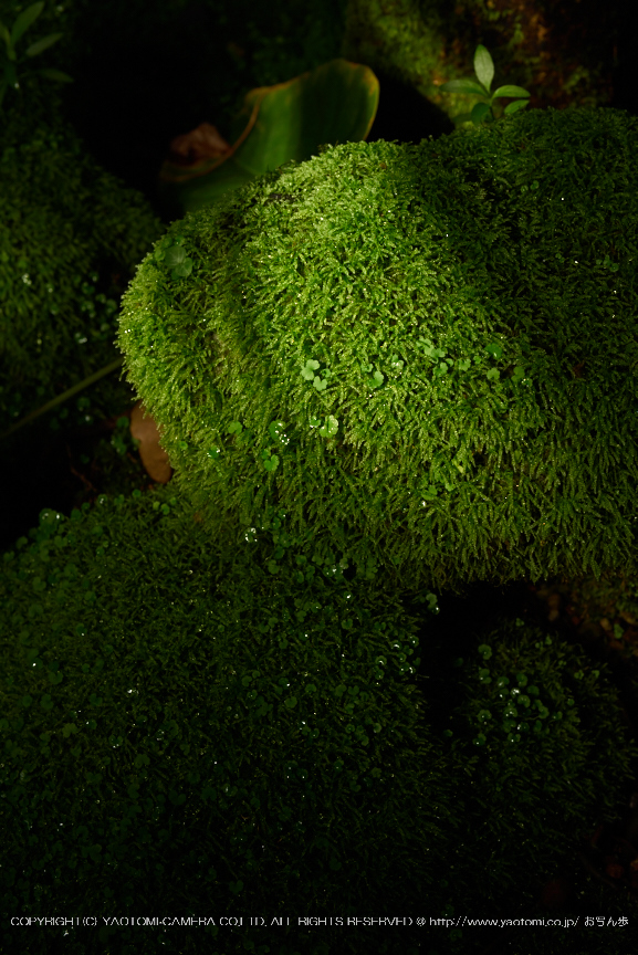 f0221510_1913551.jpg