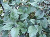 e0041168_09585087.jpg