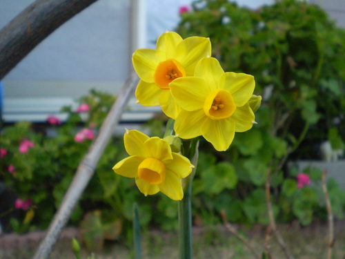 a0135990_223092.jpg