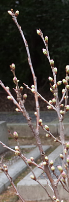 c0069903_6185325.jpg