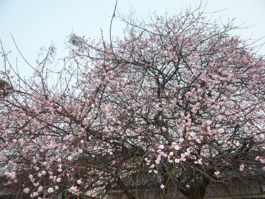 a0206332_955675.jpg