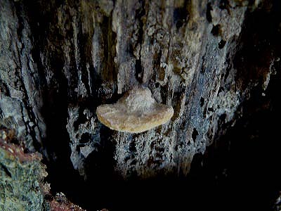 d0019074_9412349.jpg