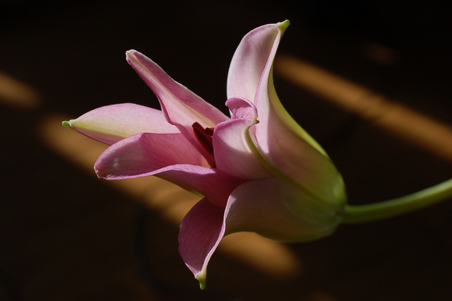 b0203588_1065512.jpg