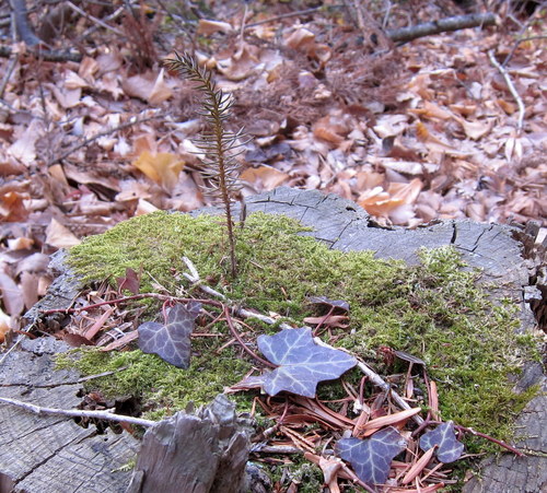 b0178339_1554739.jpg