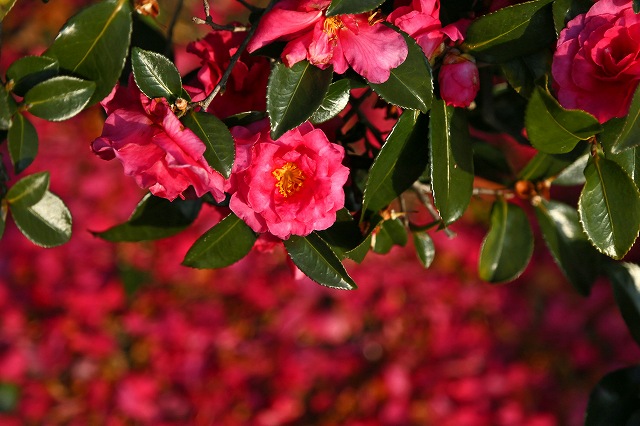 a0242438_21275090.jpg