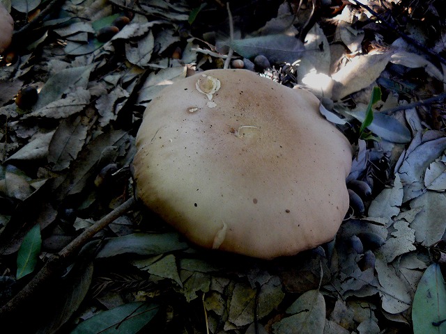 d0019074_1142650.jpg