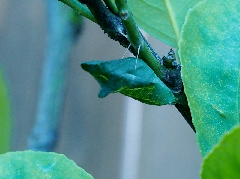 c0183777_6293076.jpg