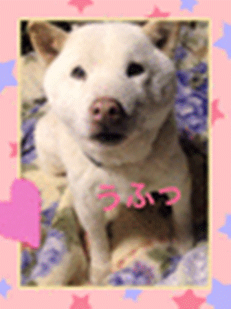 c0216000_18391481.gif