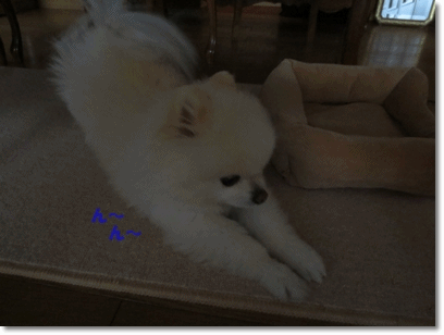 b0167519_16371527.gif