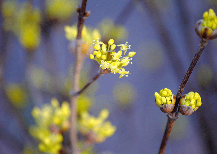a0001354_21205139.gif