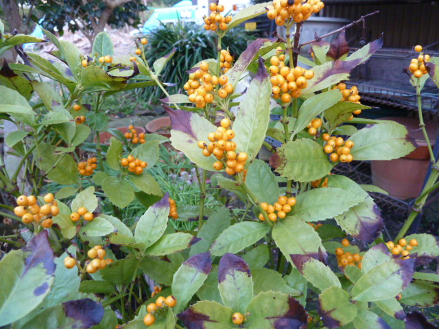 e0278968_2334020.jpg