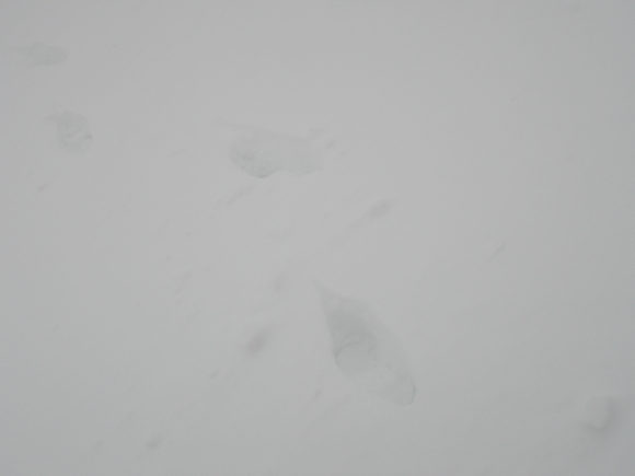 e0166032_20160659.jpg