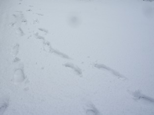 c0155198_1614586.jpg