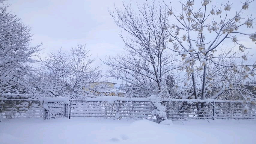 f0155808_7454720.jpg