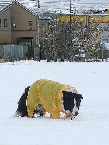 b0279527_20585775.jpg