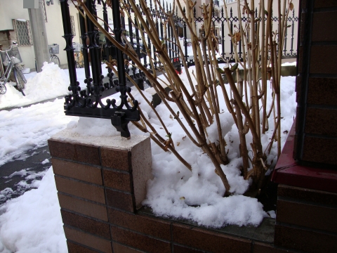 c0322794_11322078.jpg