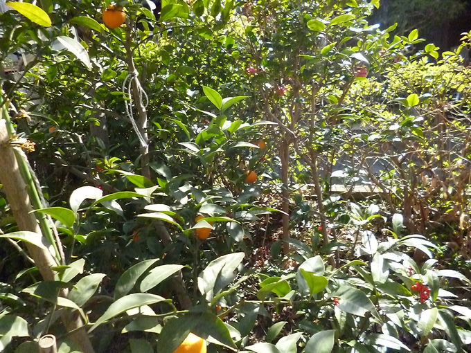 f0305995_1155754.jpg