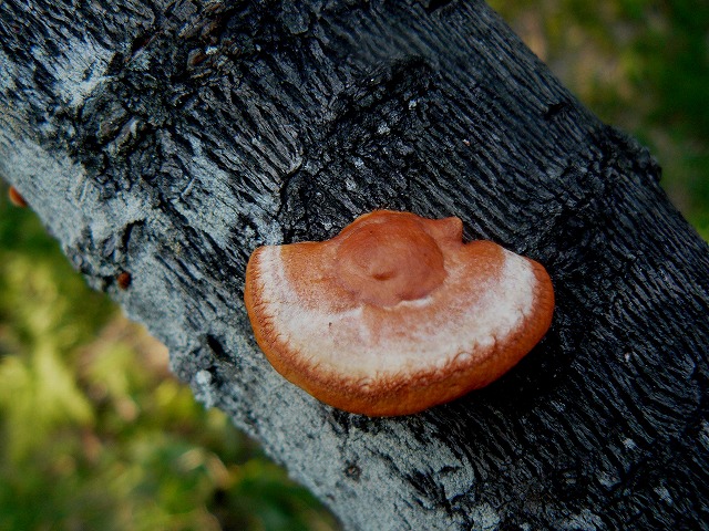 d0019074_9193816.jpg