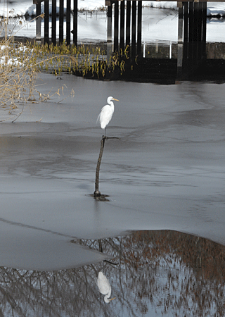 a0278809_184318.gif
