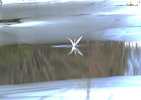 a0278809_185291.gif