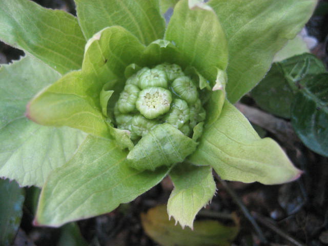 f0139520_11294585.jpg