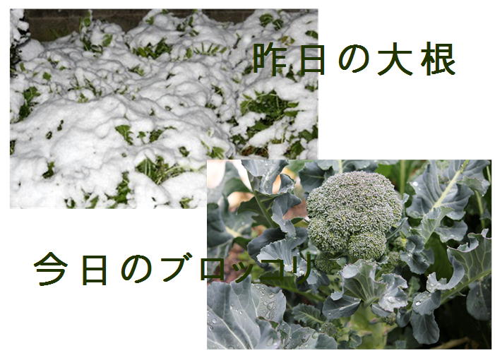 f0003174_1728359.jpg