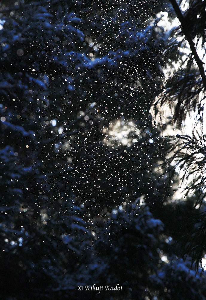 d0054076_9442744.jpg