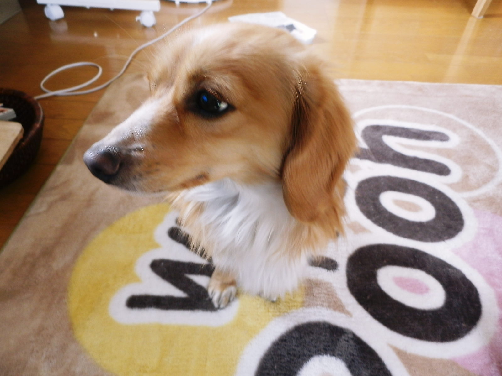 c0118715_1171464.jpg