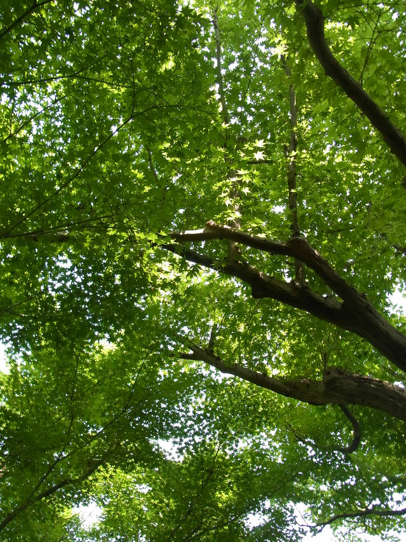 c0194728_1211237.jpg