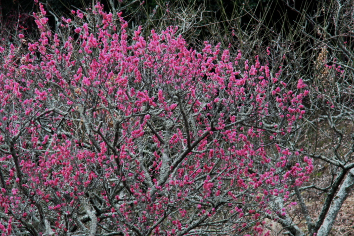 c0309734_20024243.jpg