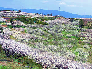 a0135840_1155659.jpg